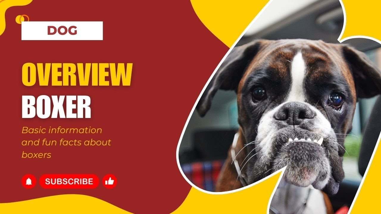 Boxers: History, Care, and Fun Facts! | Total Pet Tales