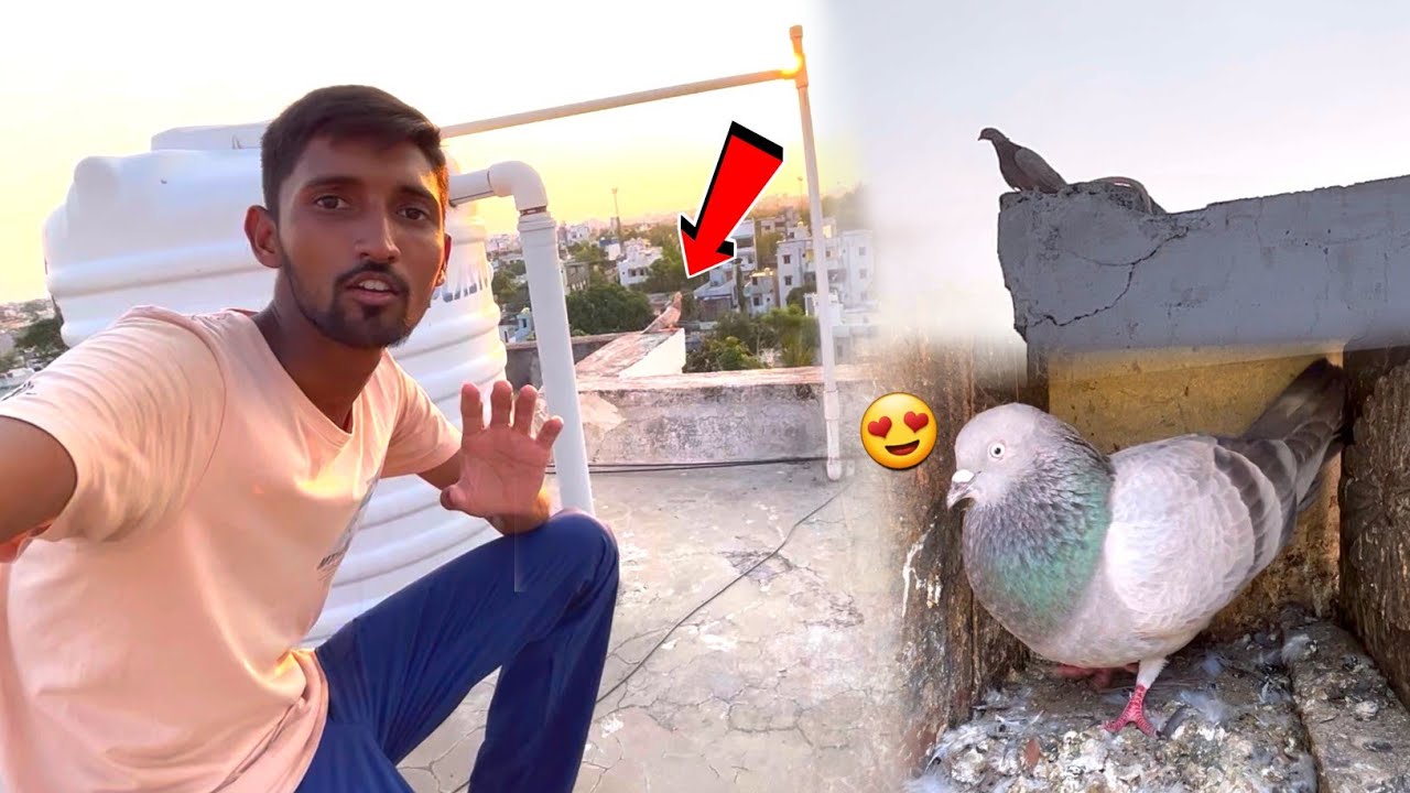 3 माहीने बाद कबूतर घर वापस आया 😱 !! ek Naya Kabootar 🕊️ Pakdane Dusri Chhat Pr Gaye 😍