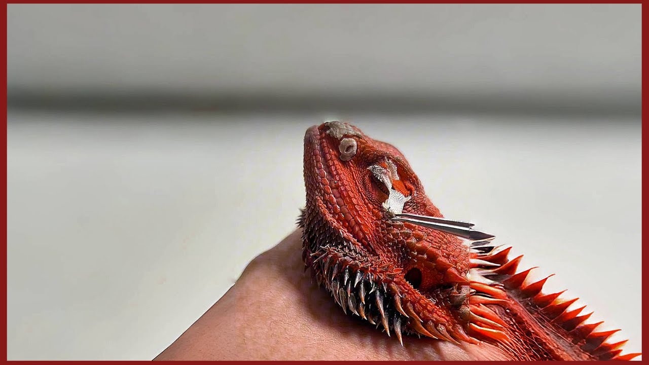 Bearded Dragons Shedding ASMR | The Shedding Journey Begins