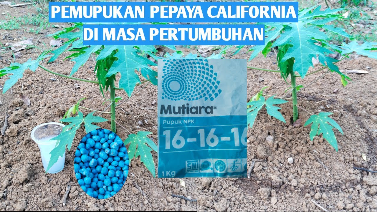 PEMUPUKAN PEPAYA CALIFORNIA DI MASA PERTUMBUHAN