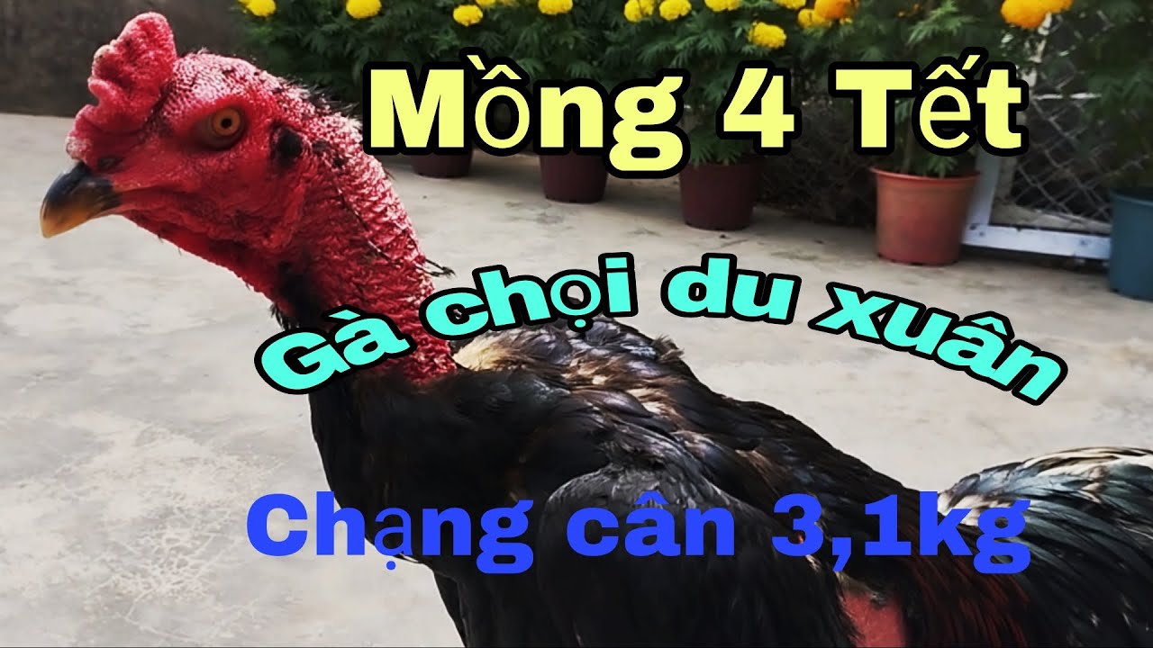 Mồng 4 Tết,cho e nó du xuân,chạng cân 3,1kg.