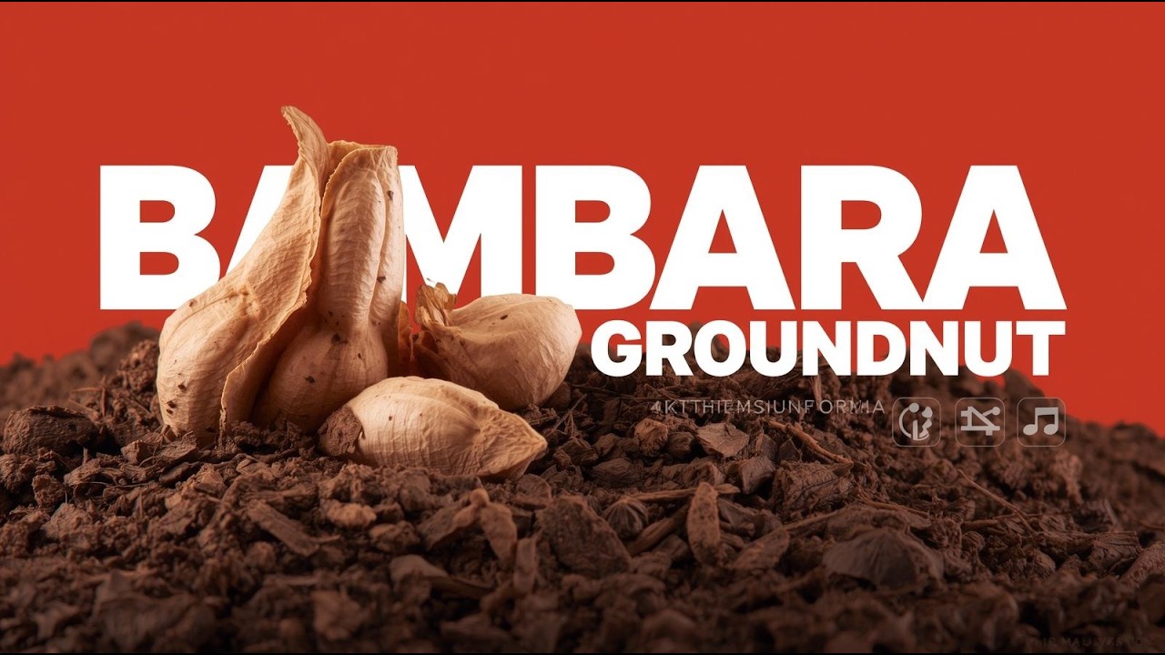 BAMBARA GROUNDNUT: THE UNDERGROUND LEGUME THAT COULD FEED THE FUTURE