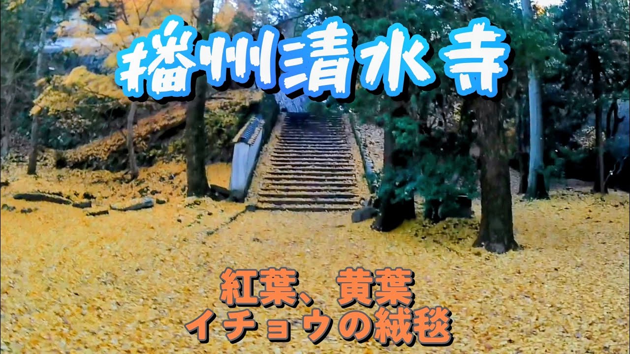 播州清水寺　イチョウの絨毯
