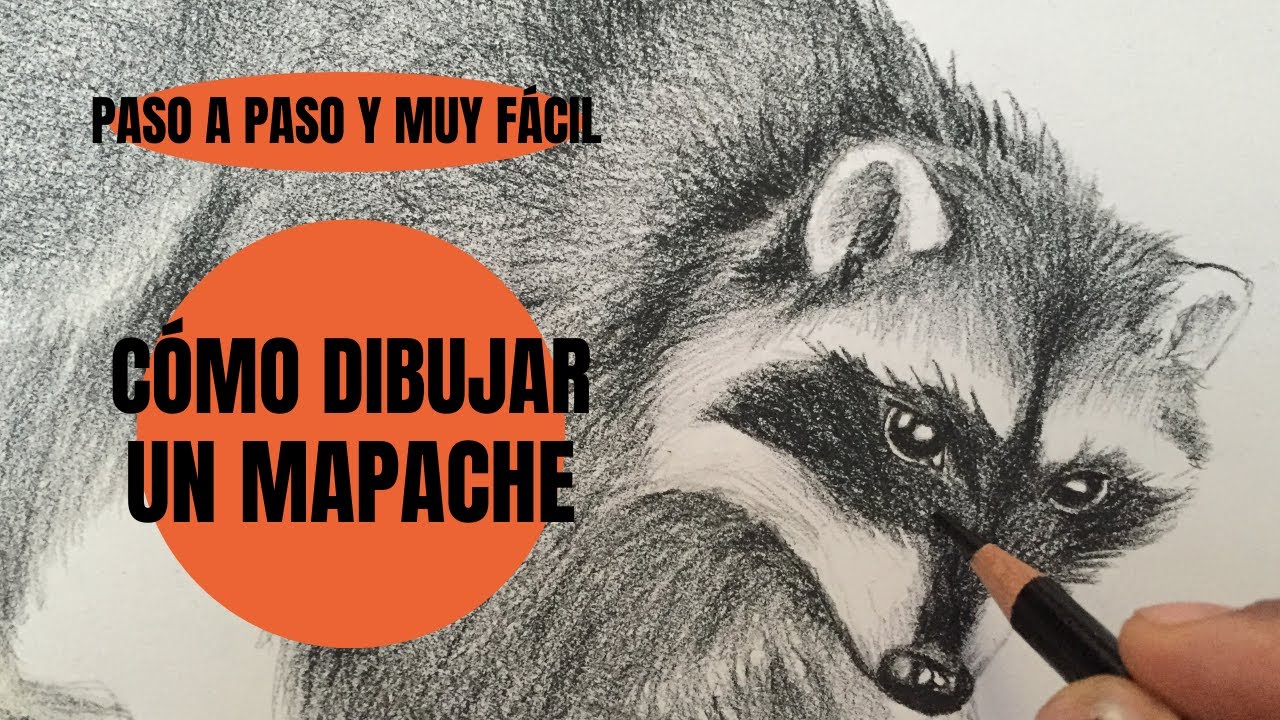 Cómo Dibujar Un Mapache realista Paso a Paso muy fácil