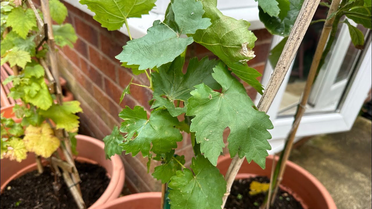 How to plant grape vine | Planting black grape vitis venus | Garden Ideas & DIY