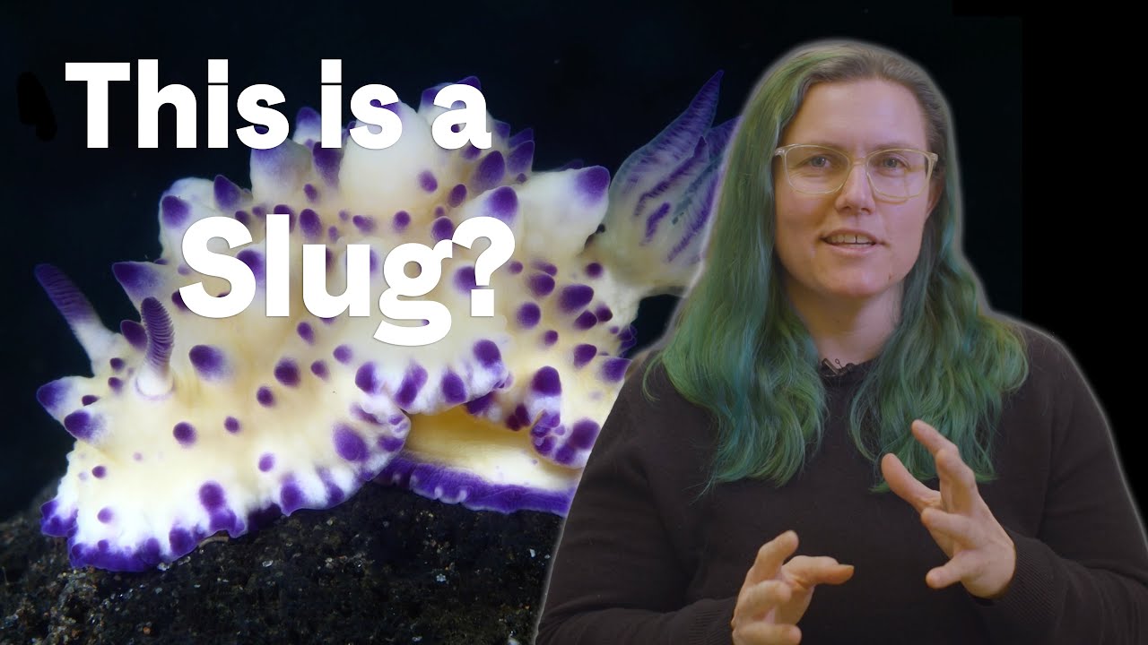 What the Heck Is a Nudibranch? with Marine Biologist Jessica Goodheart