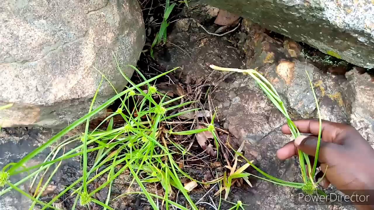 jinsi ya kugundua sili za mtu mwingine