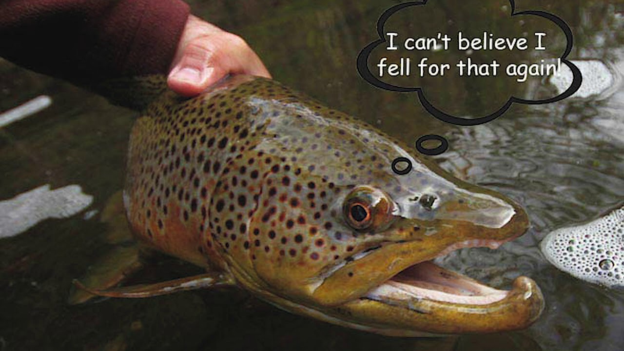 Understanding Trout Behaviour Podcast
