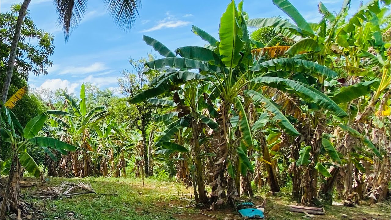 UNA DE LAS TIERRAS MÁS FERTIL DEL CAMPO DE YASICA,PUERTO PLATA,REPUBLICA DOMINICANA EN VENTA
