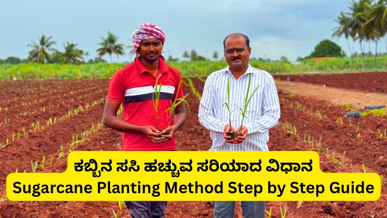 ಕಬ್ಬಿನ ಸಸಿ ಹಚ್ಚುವ ಸರಿಯಾದ ವಿಧಾನ | Sugarcane Planting Method Step by Step Guide