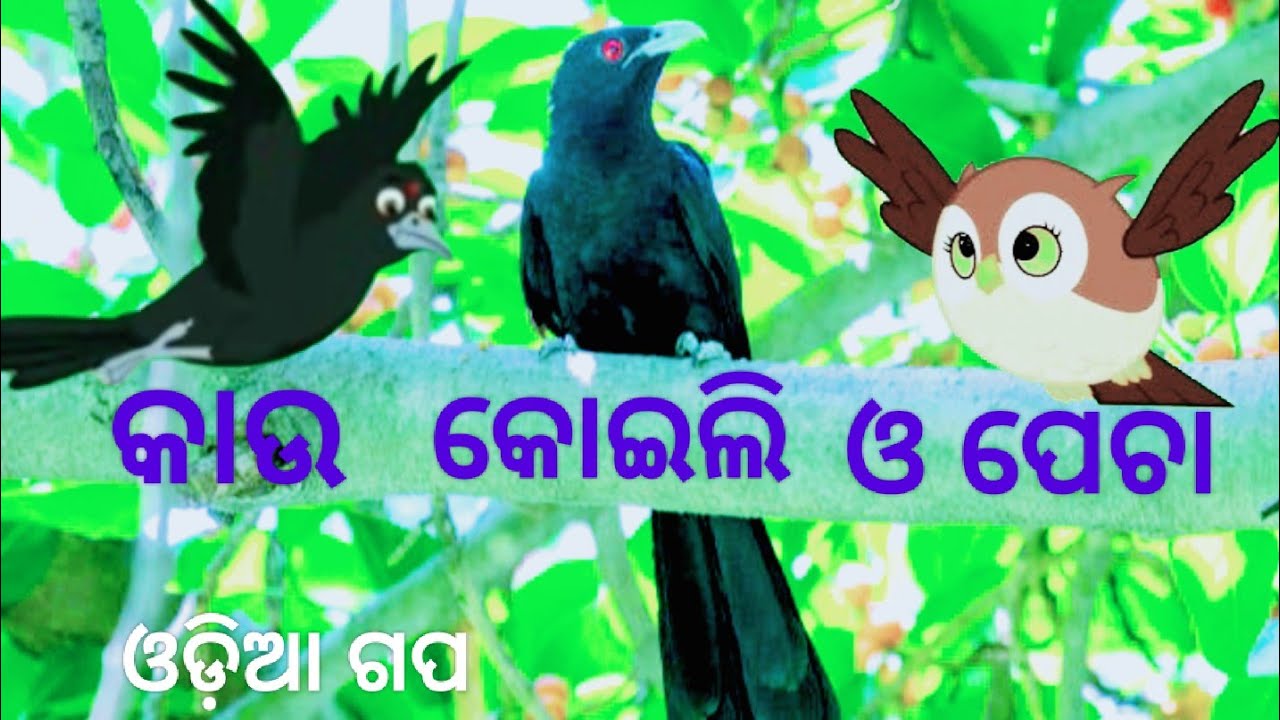 କାଉ  କୋଇଲି  ଓ  ପେଚା ||  KAU  KOILI O PECHA || ODIA GAPA