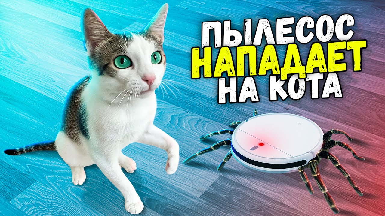 100 часов с котом «Немишкой» из прошлого выпуска. Робот-пылесос нападает на «Немишку» / SANI vlog