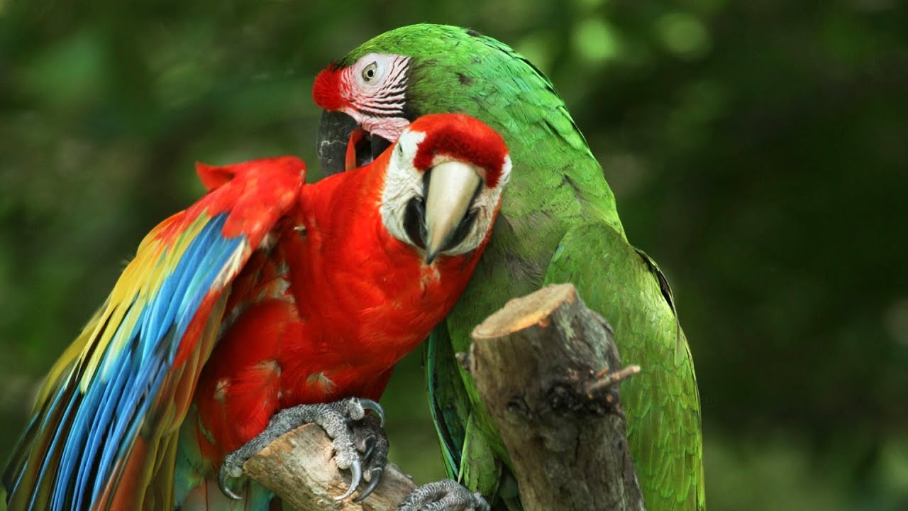 All The Reasons to Love Dallas Zoo