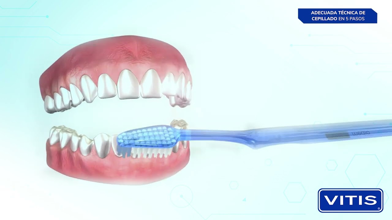 La t&eacute;cnica ideal de cepillado con Vitis, marca experta en cepillos