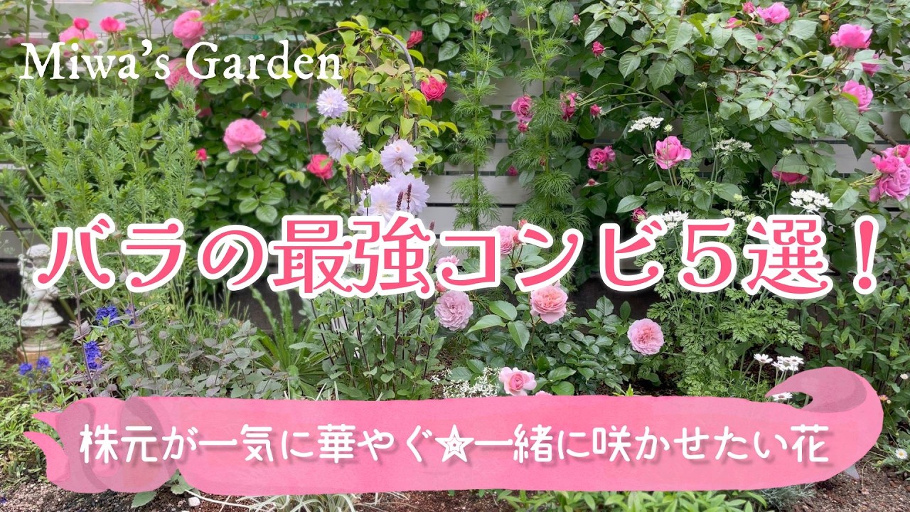 ガーデニング【バラと一緒に咲かせたい！おすすめ宿根草・一年草５選】互いに引き立てる素敵な組み合わせ＊ガーデニングでおしゃれな薔薇と宿根草の庭づくり
