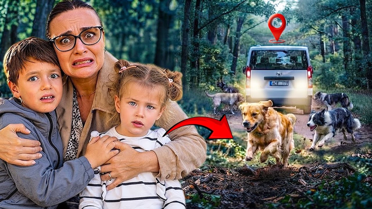 ATACAȚI de C&Acirc;INI &icirc;n PĂDURE?‼️/ Cum am SCĂPAT?😱