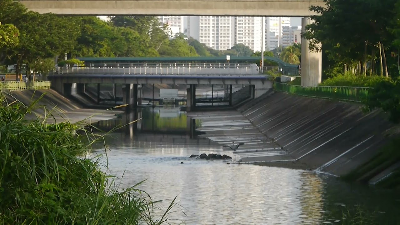 City In Nature _ 水獭/江獭 Smooth-coated Otters/Otter Pups Foraging_ Singapore Wildlife 28dec2021 7.55am