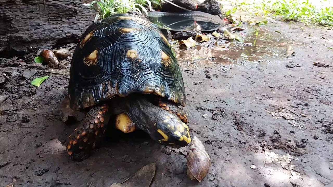 Caramujo africano e um predador natural.