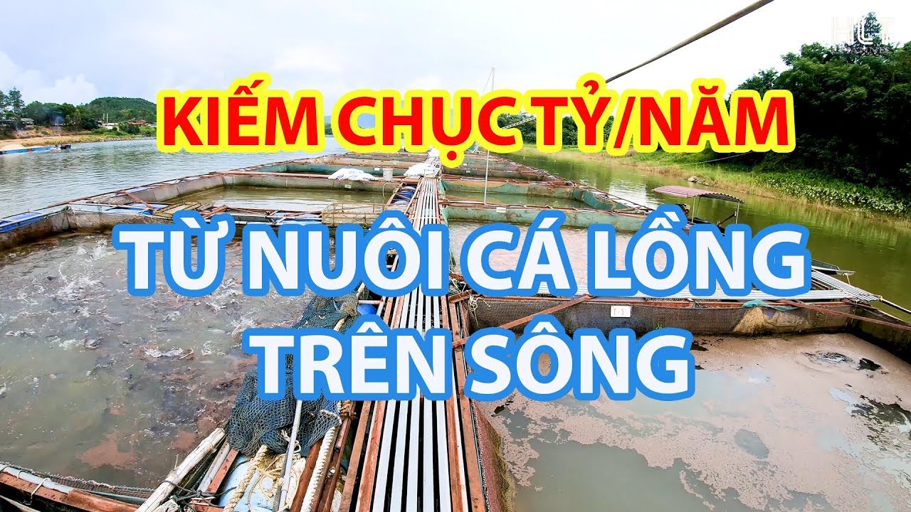 Thu CHỤC TỶ/NĂM từ mô hình nuôi cá Lồng trên sông