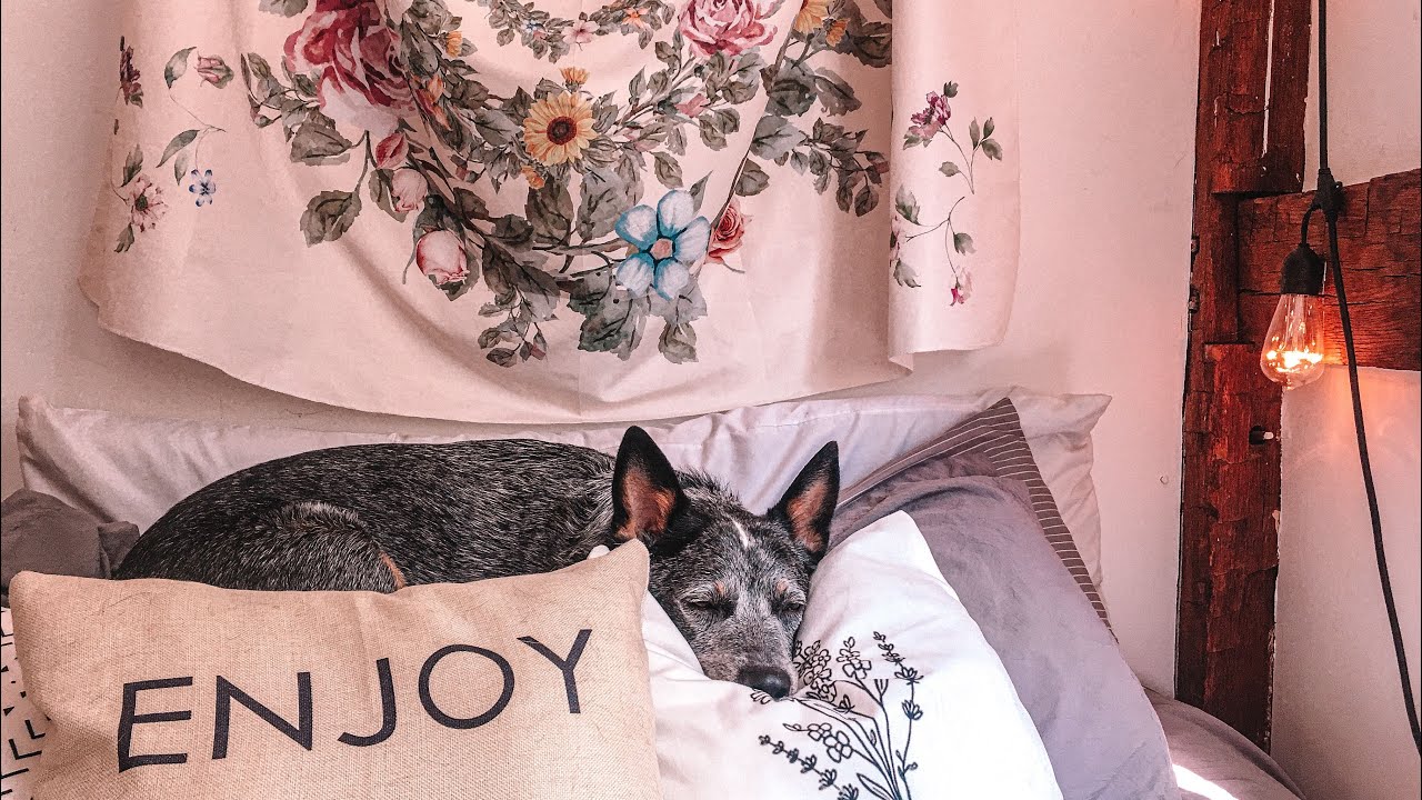 Day in my Life with my Australian Cattle Dog