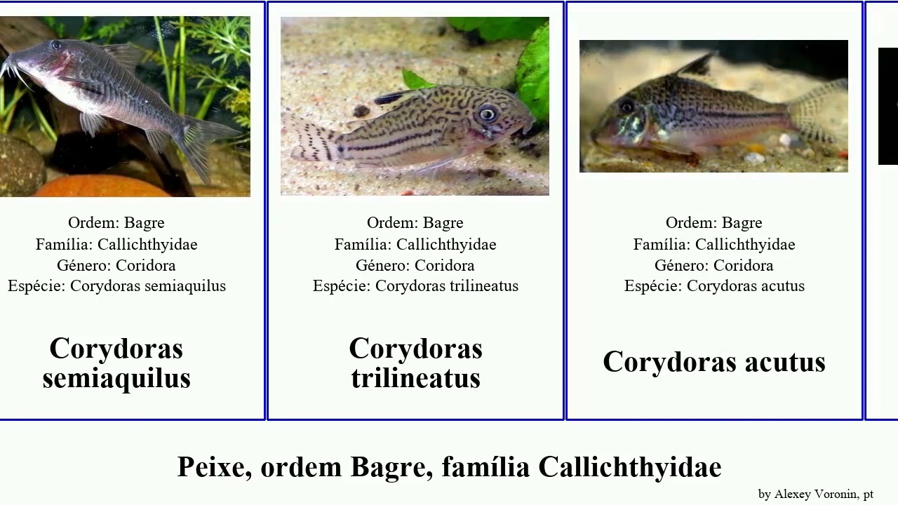 Peixe, ordem Bagre, fam&iacute;lia Callichthyidae corydoras coridora fish panda elegans mephisto griseus