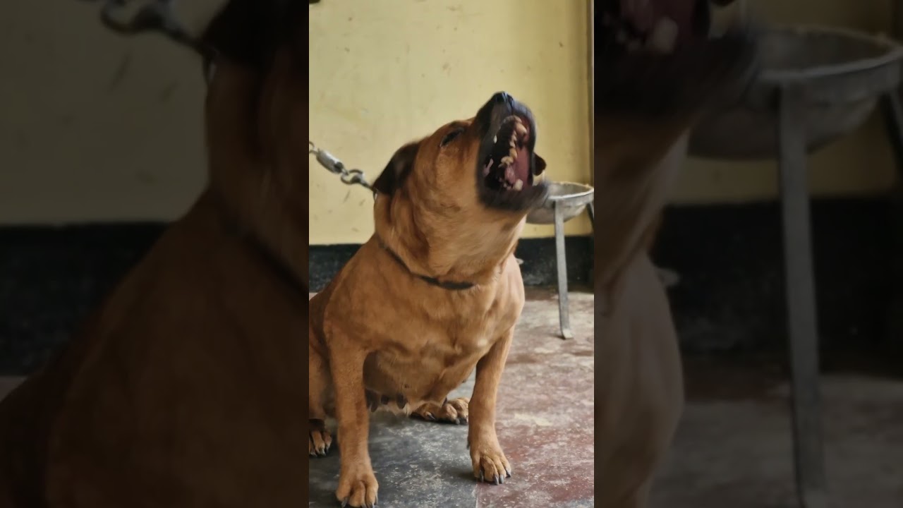 dog sound dog barking loud#shorts #viralshorts #trendingshorts