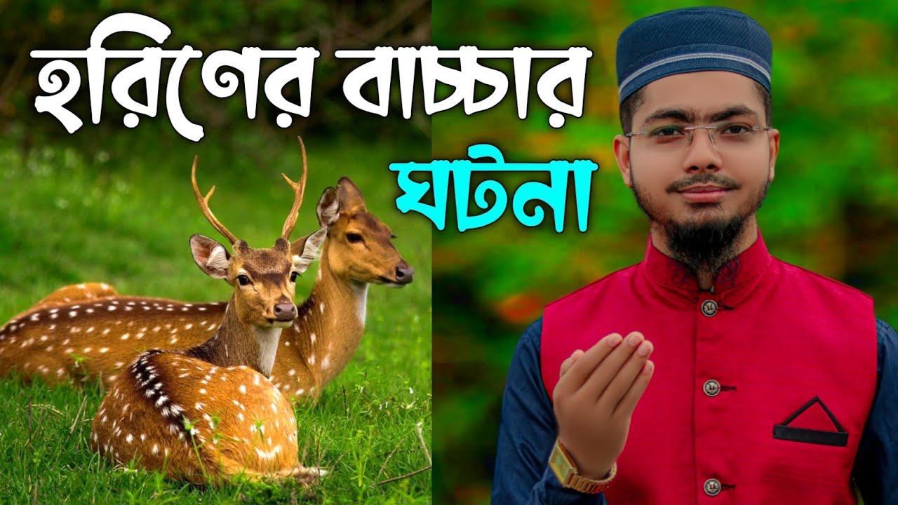 দয়ার নবী ও হরিণের বাচ্চার সেই বিখ্যাত ঘটনা গজল | আল-আমীন নবী আমার মুক্তি দাতা সবার | alamin gojol