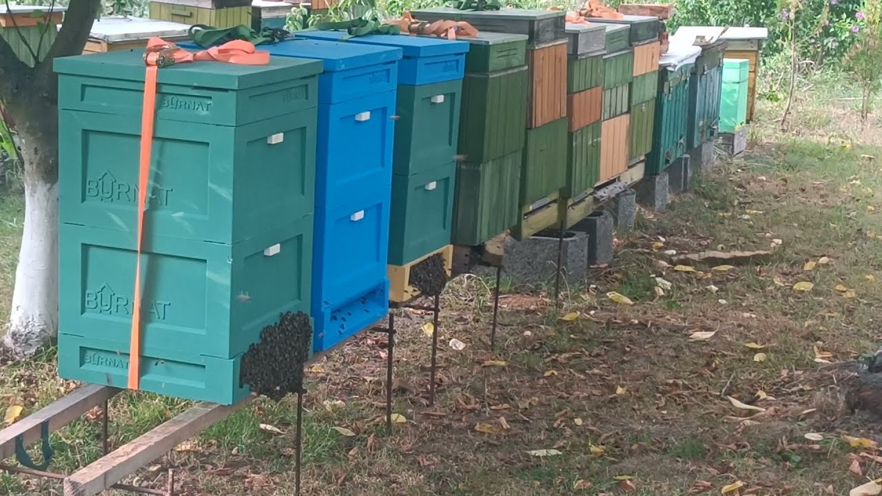 Brody pod ulami.  Miało być miodobranie z gryki a będzie...?