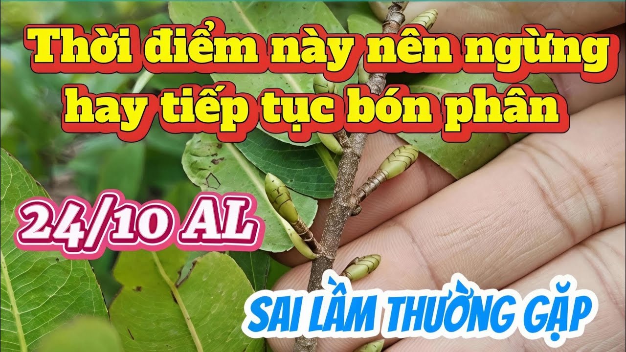 Thời điểm 24/10 AL có nên bón phân hay không. Các sai lầm thường gặp phải.