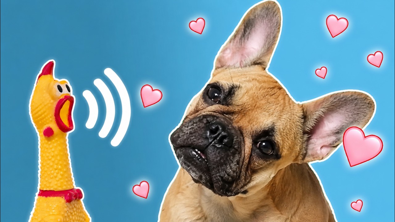 📣 43 Sonidos Perros Aman y Reaccionan 💖