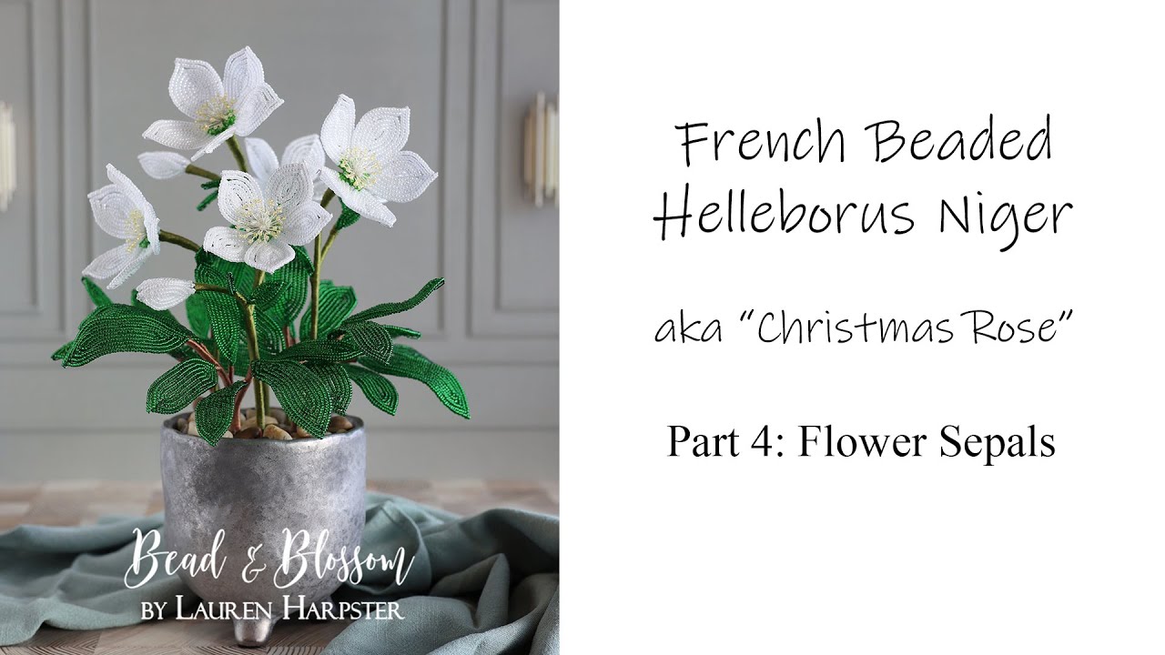 French Beaded Helleborus Niger - the 