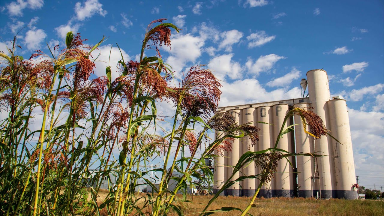 Baca County Colorado Historic broomcorn harvest lesson with history teacher Steve Doner