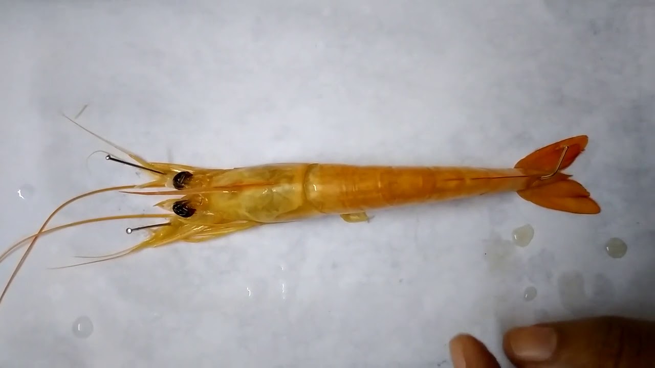 Prawn Nervous System 01