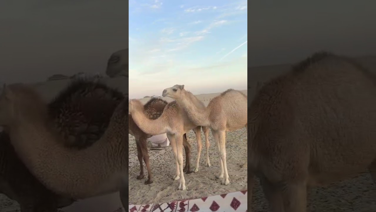 al-Jubail Desert
