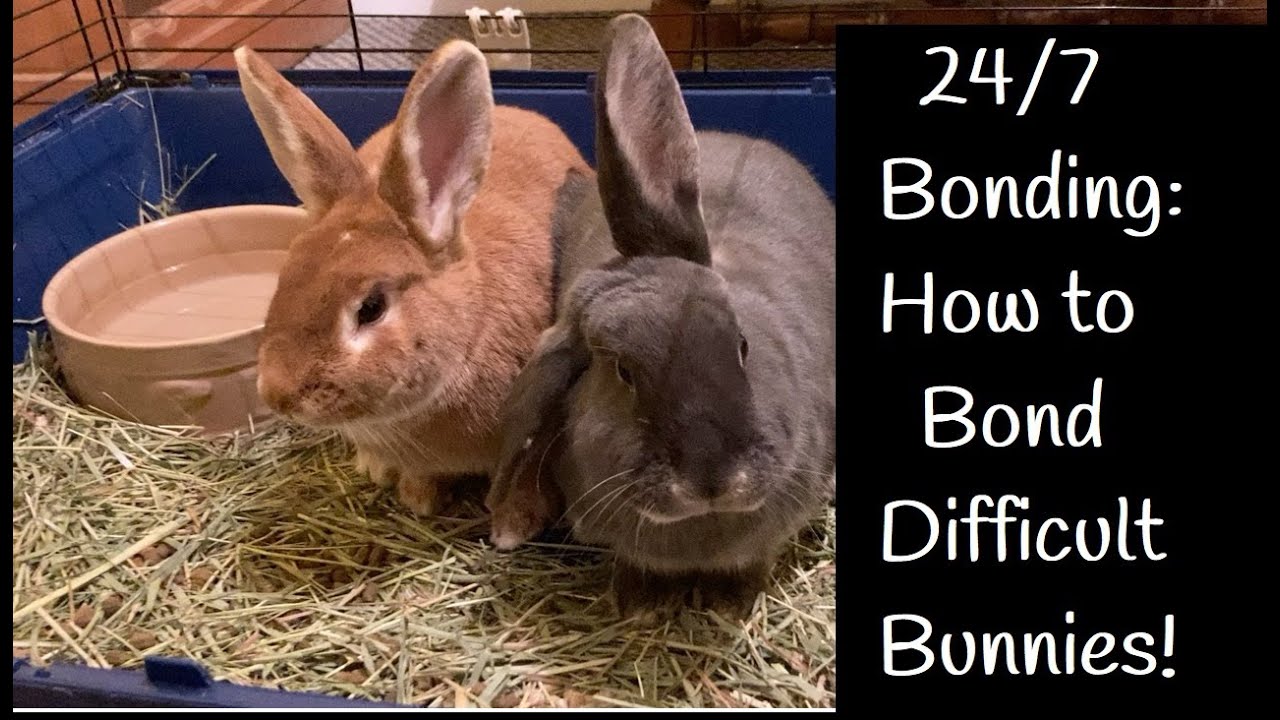 How I Bonded My Female Bunnies | 24/7 Rabbit Bonding | Difficult Rabbit Bonds | How to Bond Rabbits
