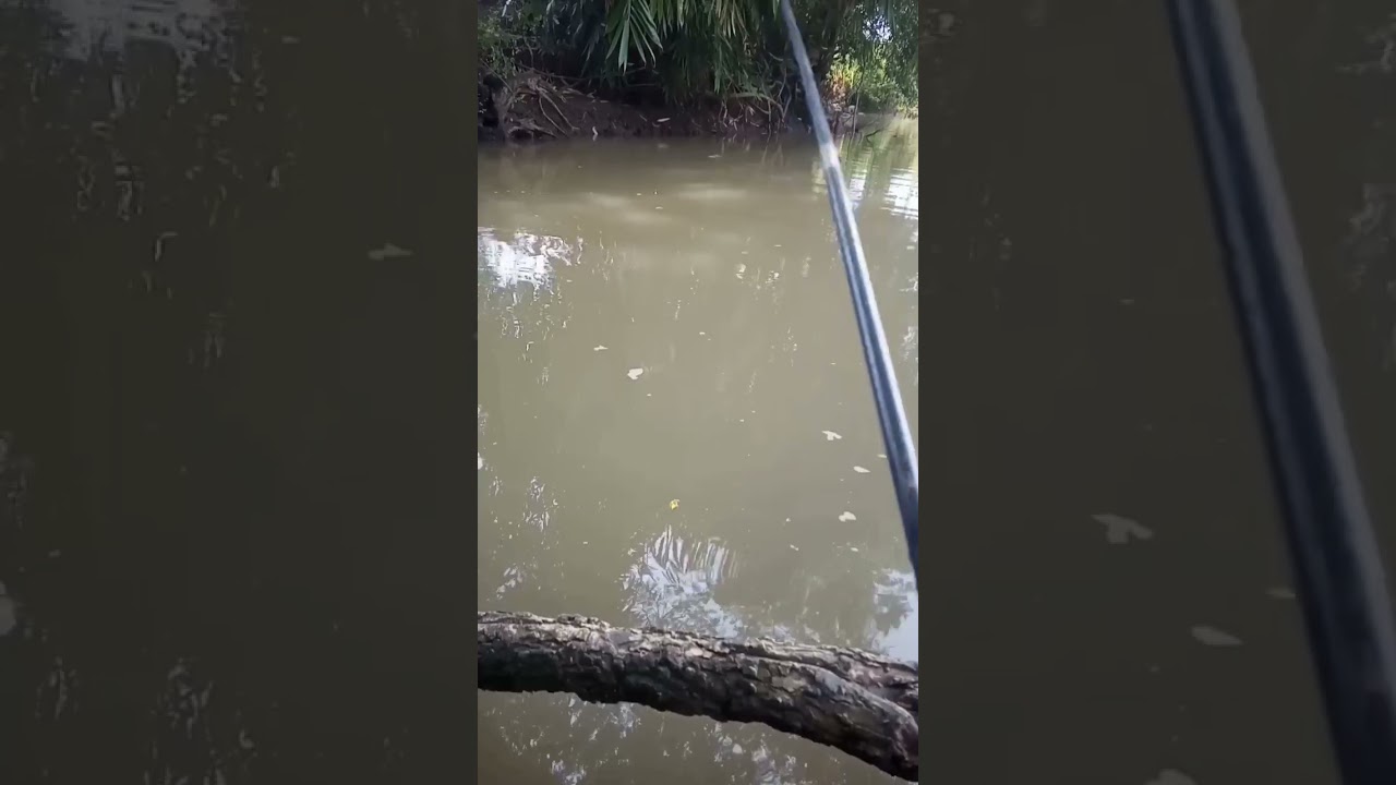Undlupnya bikin bahagia, ternyata ikan ini yang makan😁#mancing#fishing#short#shorts