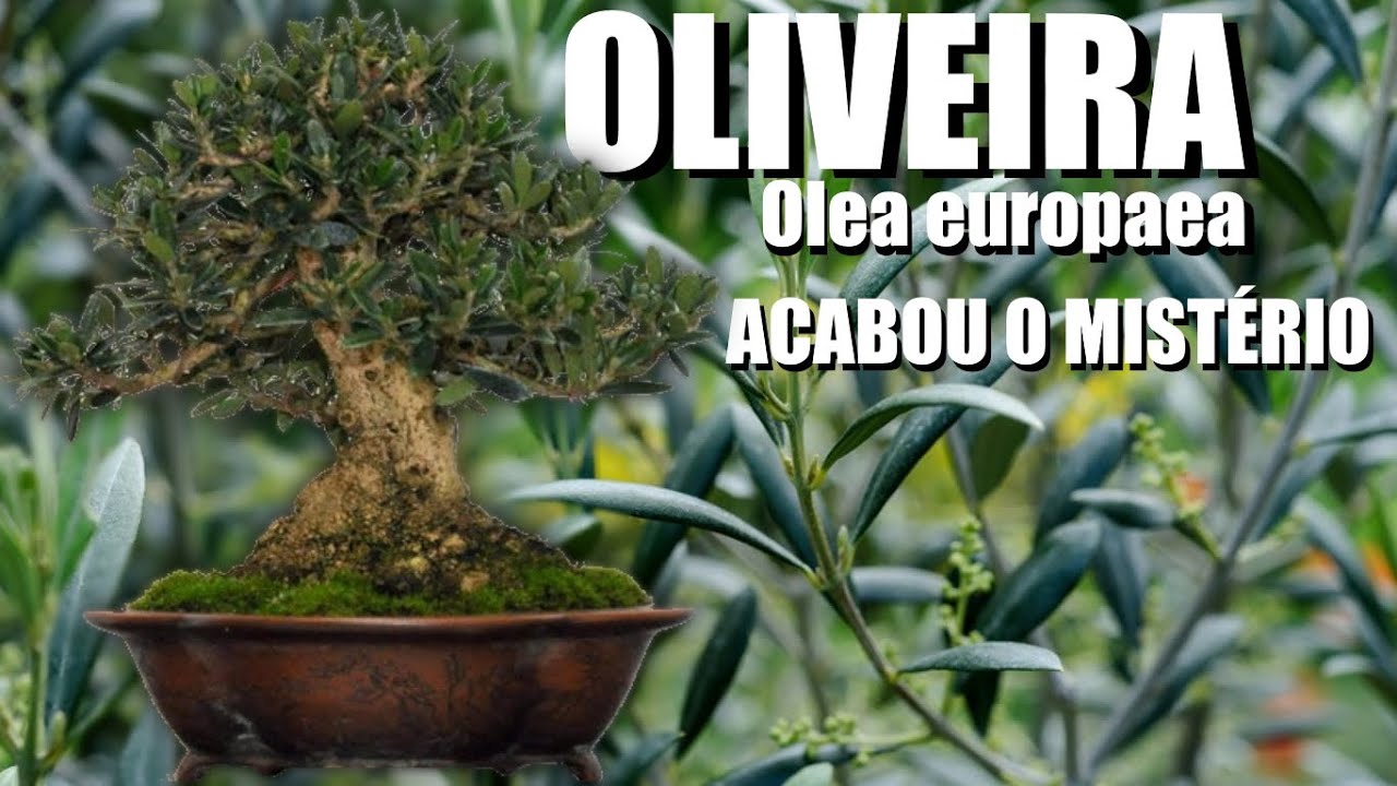 Oliveira: Orea europaea, acabou o mistério