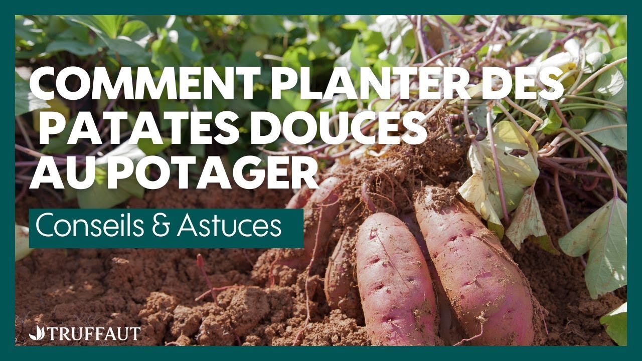 Comment planter des patates douces au potager ? - Truffaut