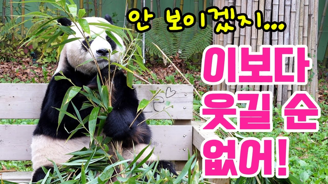 러바오는 최고의 코미디 판다이다🤣러바오 베스트 하이라이트 모음 3🧸영어 자막 포함🐼Panda World🐼