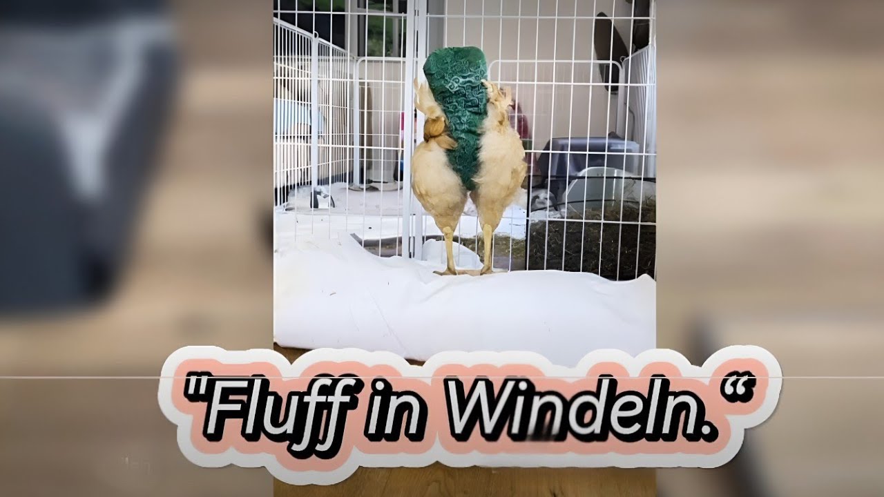 „Fluff in Windel watschelt durchs Haus 🐥💕 | Stolpern, drehen, putzen – so süß!“