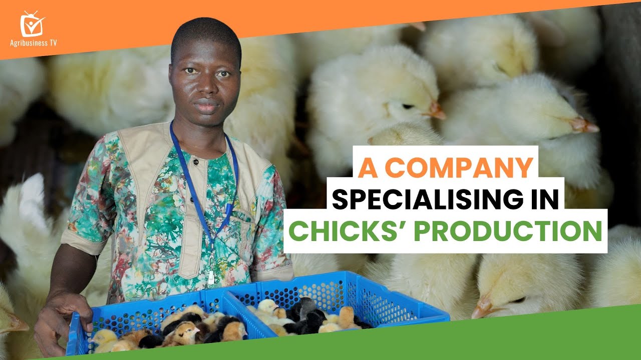 Burkina Faso: A company specialising in chicks’ production