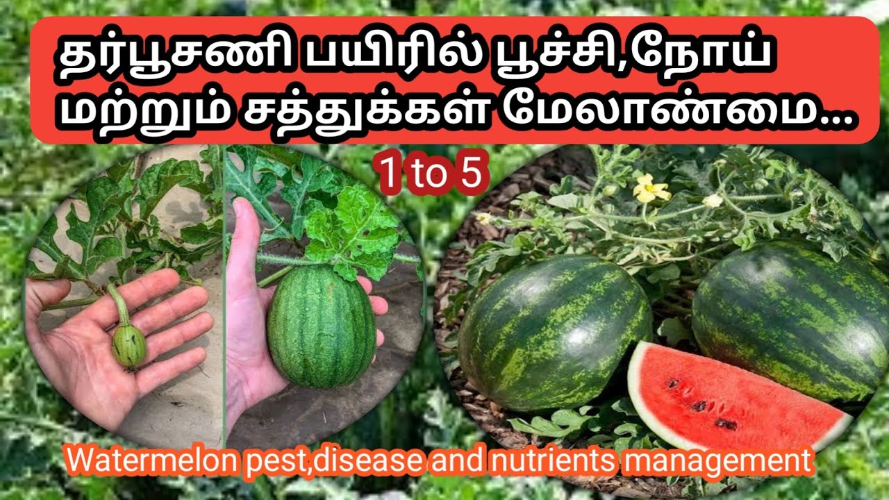 தர்பூசணி பூச்சி, நோய் அதன் மேலாண்மையும் | Watermelon pest and diseases management