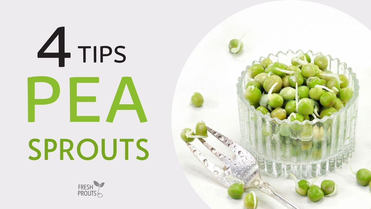 4 Tips to grow Pea Sprouts with success 🌱