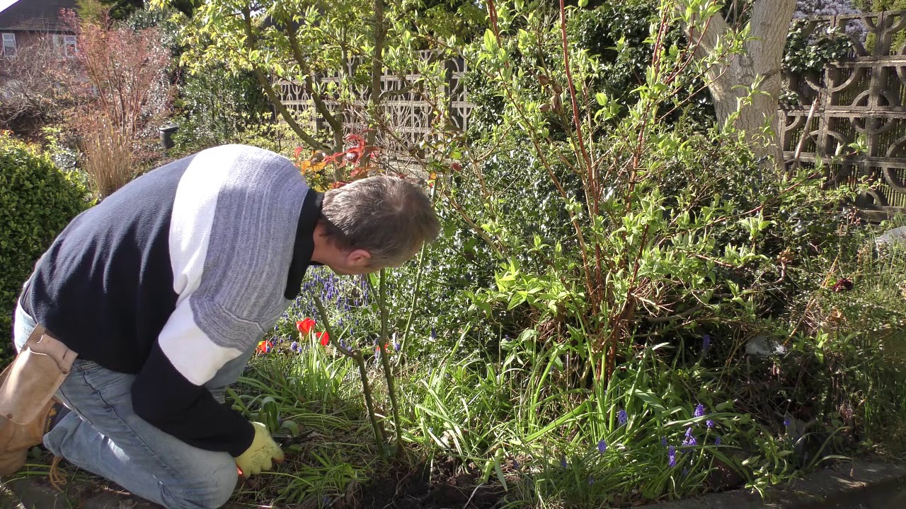 Rose pruning