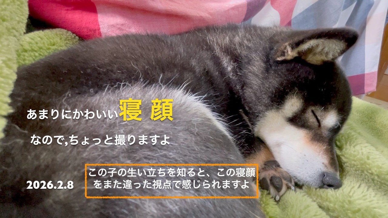 【しあわせを知った柴犬のお話し】あまりにもかわいい寝顔なので~ちょっと撮りますよ~(2026.2.8)🐶【昔保護犬だった黒柴ツバちゃん】