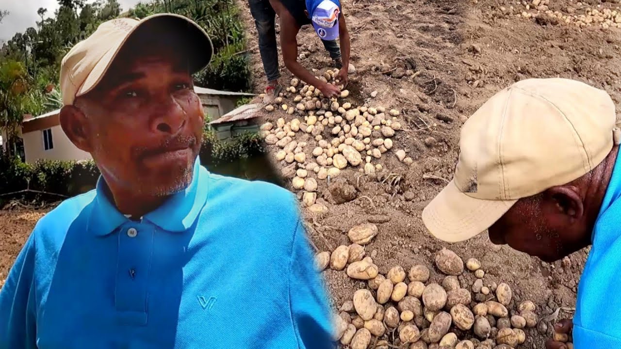 UN CAMPESINO PIERDE SU COSECHA DE PAPA SU SUDOR Y ESFUERZO ECHADO A PERDER