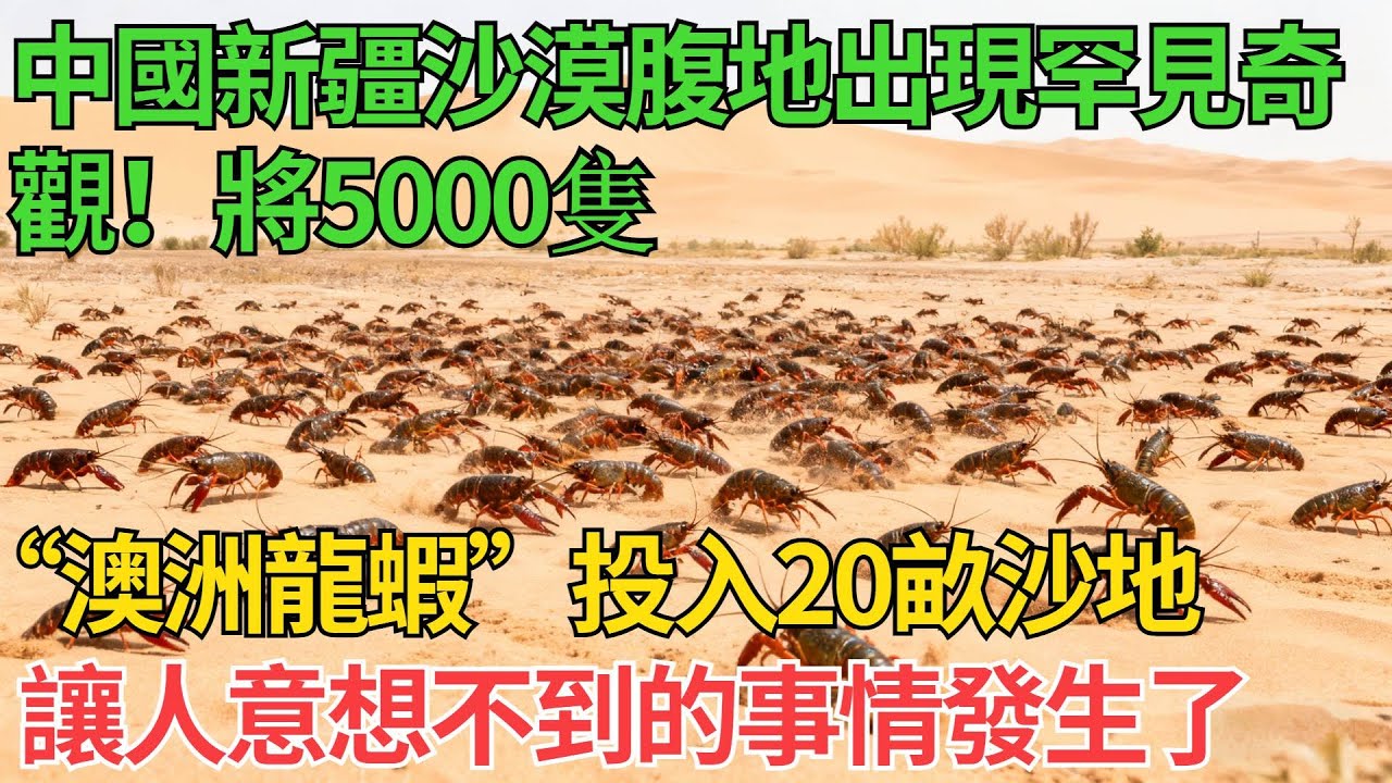 中國新疆沙漠腹地出現罕見奇觀！將5000隻“澳洲龍蝦”投入20畝沙地，讓人意想不到的事情發生了【觀勢經緯】#中国智造#科普#沙漠治理#中國基建#水利工程#工程奇點#巨匠工程