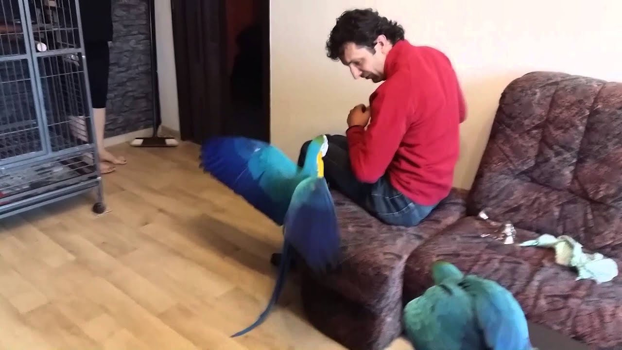ara ararauna - Tom&aacute;&scaron; na n&aacute;v&scaron;těvě dlouho  nevydržel....)))))