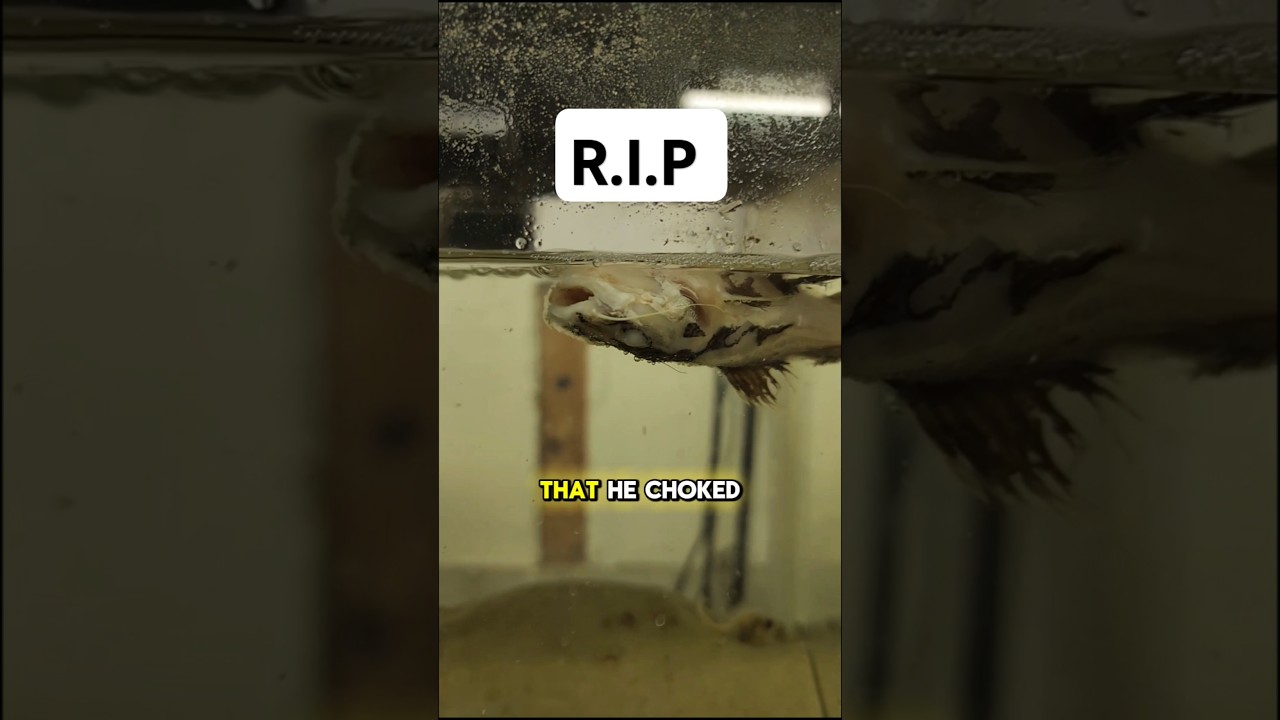 My redtail catfish died when I went on vacation!
