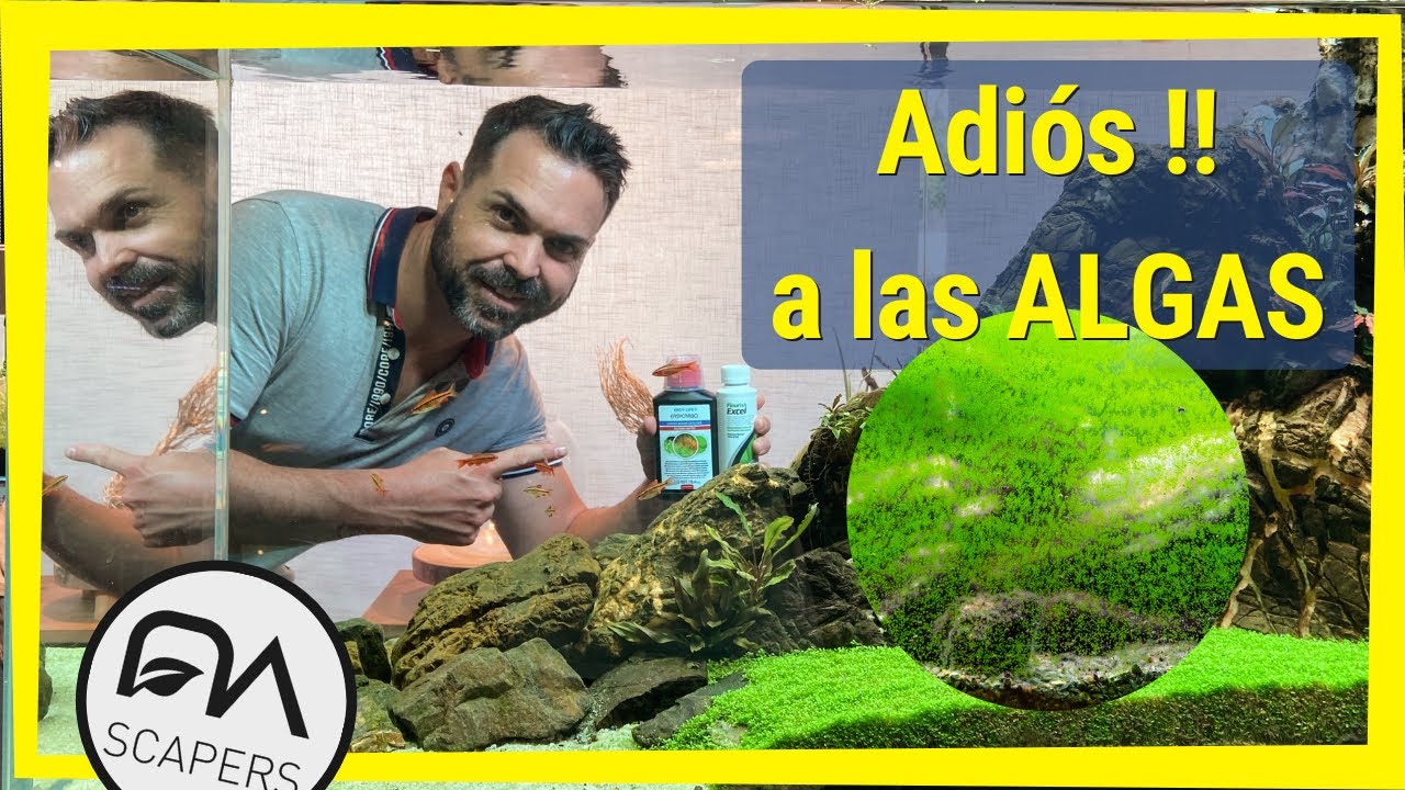 Cómo eliminar las algas de un acuario | Equipamiento | Animales | Fertilización